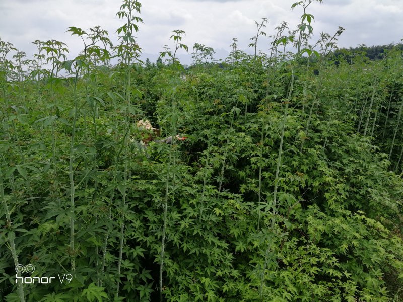 覆盆子掌叶覆盆子高山纯野生覆盆子高含量阳光晾晒