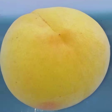 黄金脆出售