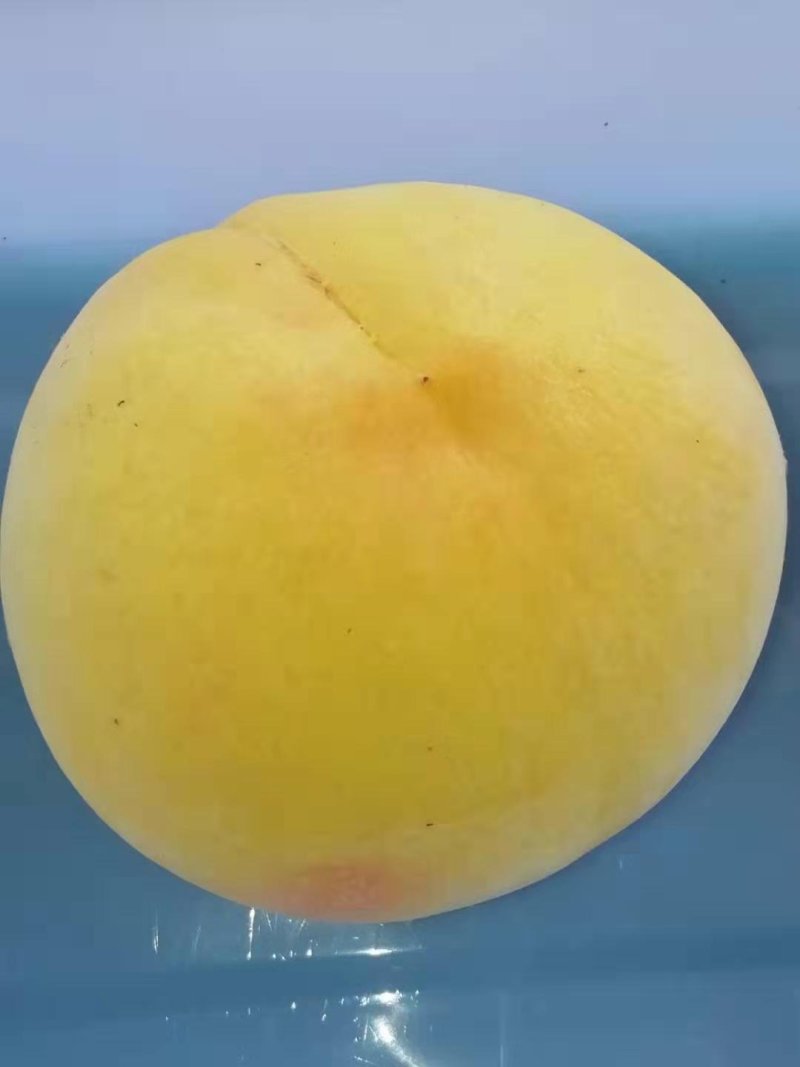 黄金脆出售
