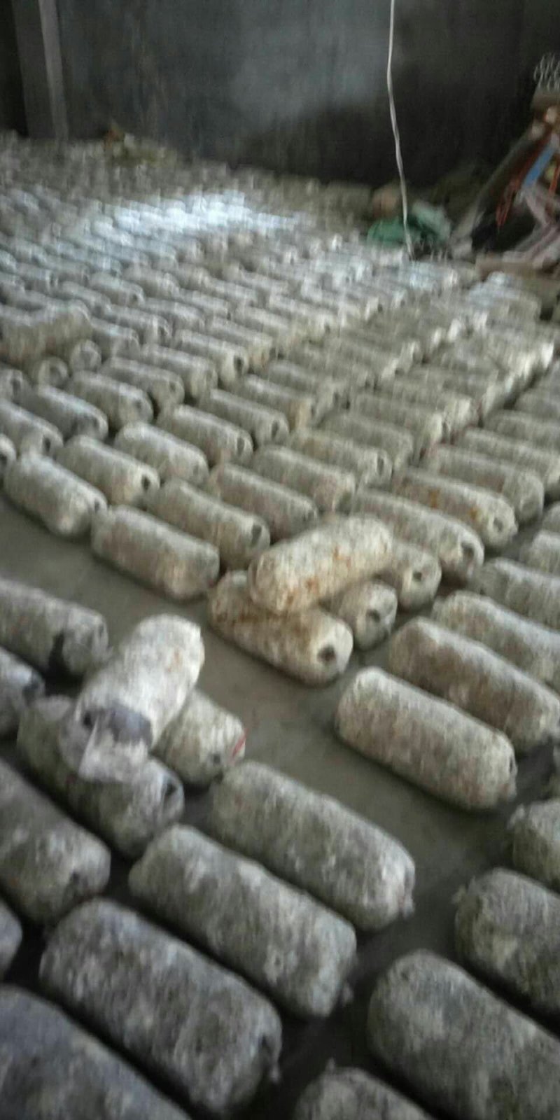 平菇，菌棒