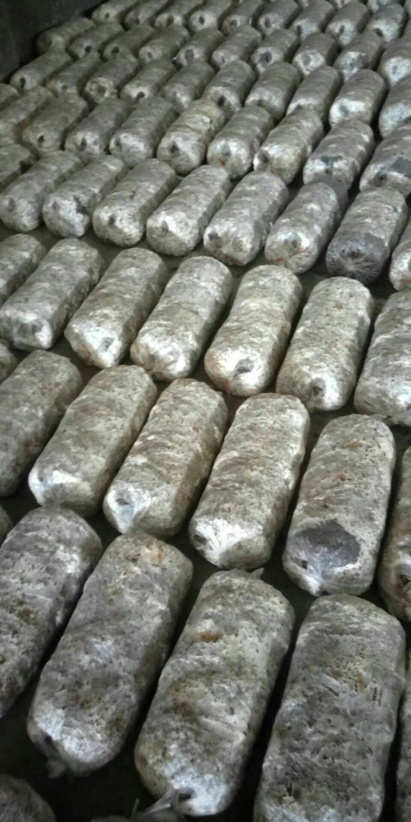 平菇，菌棒