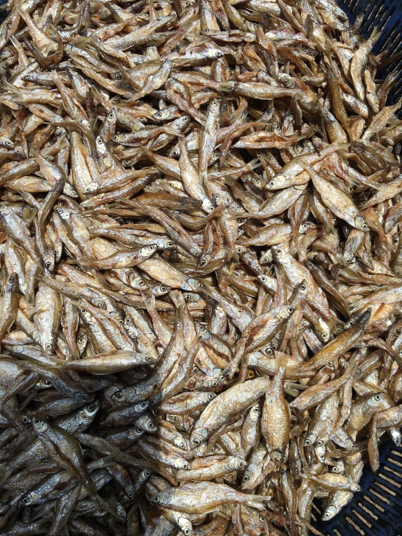 白肖鱼、白条鱼，人工精选开肚