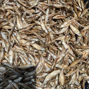 白肖鱼、白条鱼，人工精选开肚