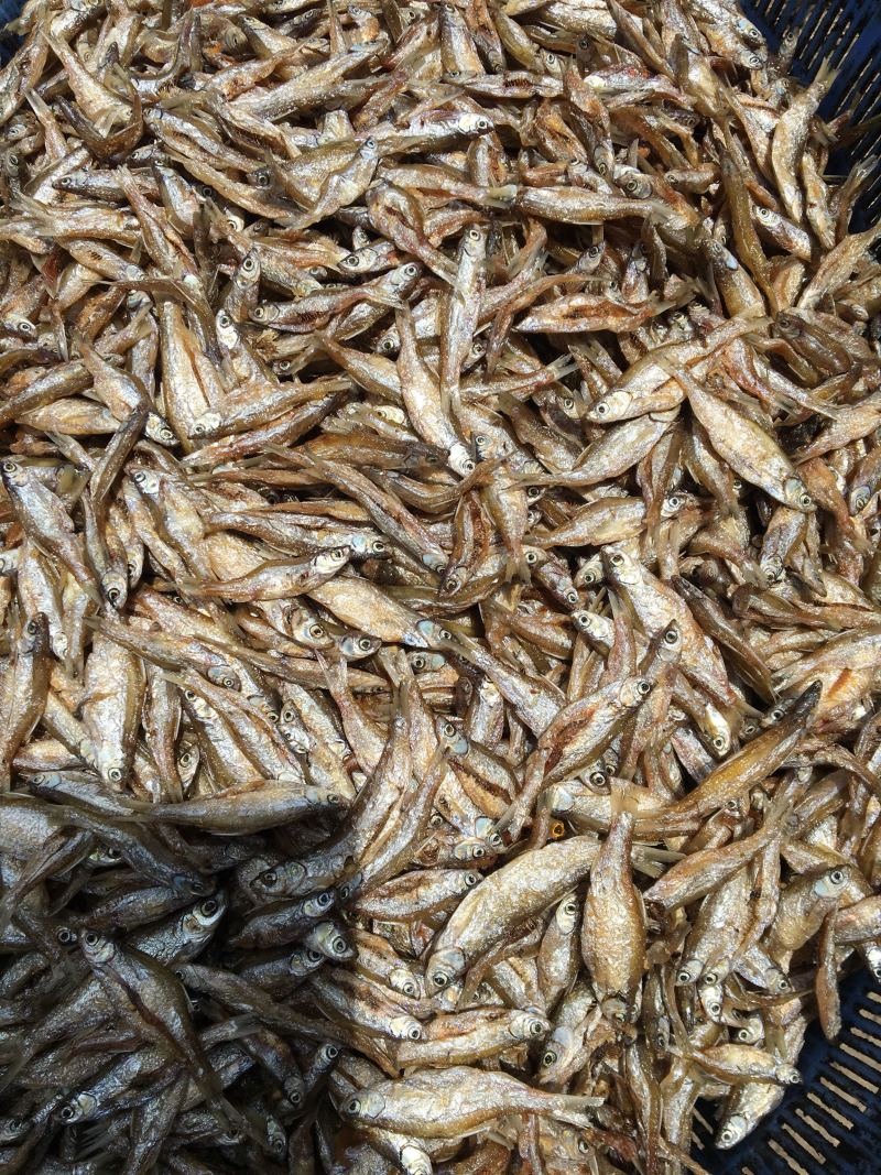 白肖鱼、白条鱼，人工精选开肚