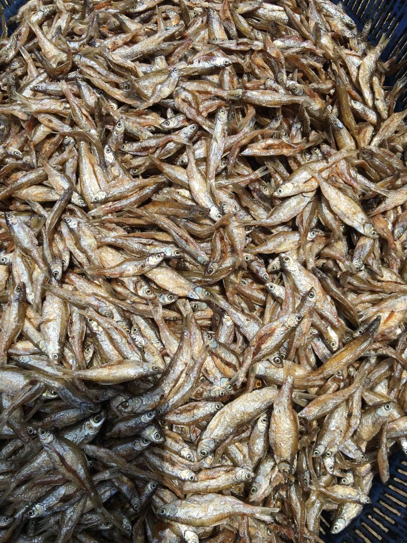 白肖鱼、白条鱼，人工精选开肚