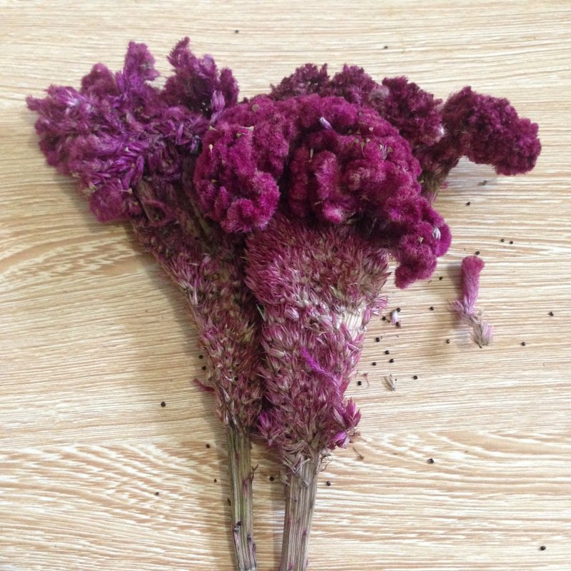 鸡冠花鸡鬓花各种规格鸡冠花红花白花紫花