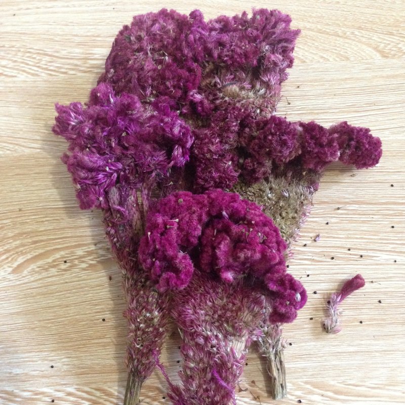 鸡冠花鸡鬓花各种规格鸡冠花红花白花紫花