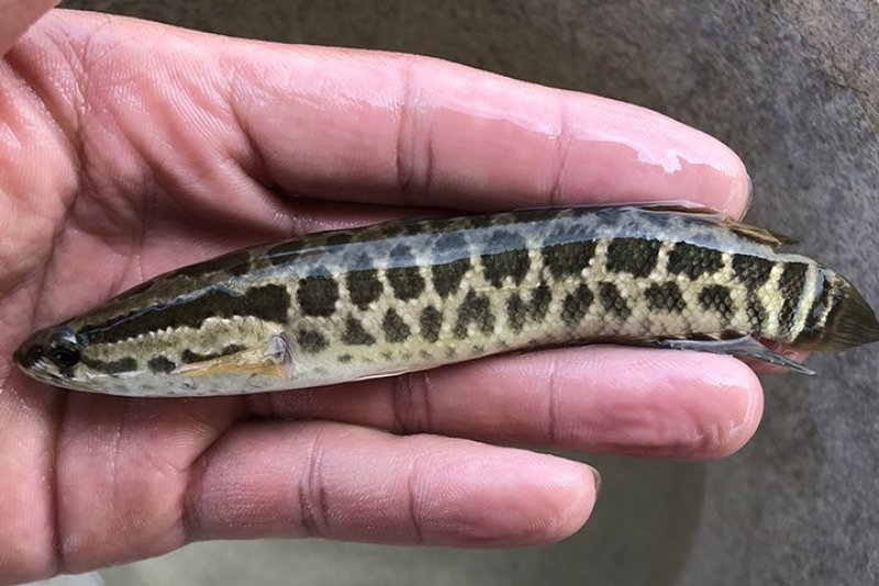 胡子鲶大口鲶黑鱼叉尾回鱼