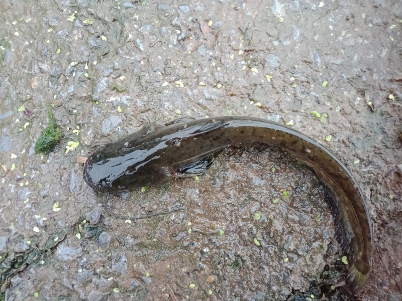 胡子鲶大口鲶黑鱼叉尾回鱼
