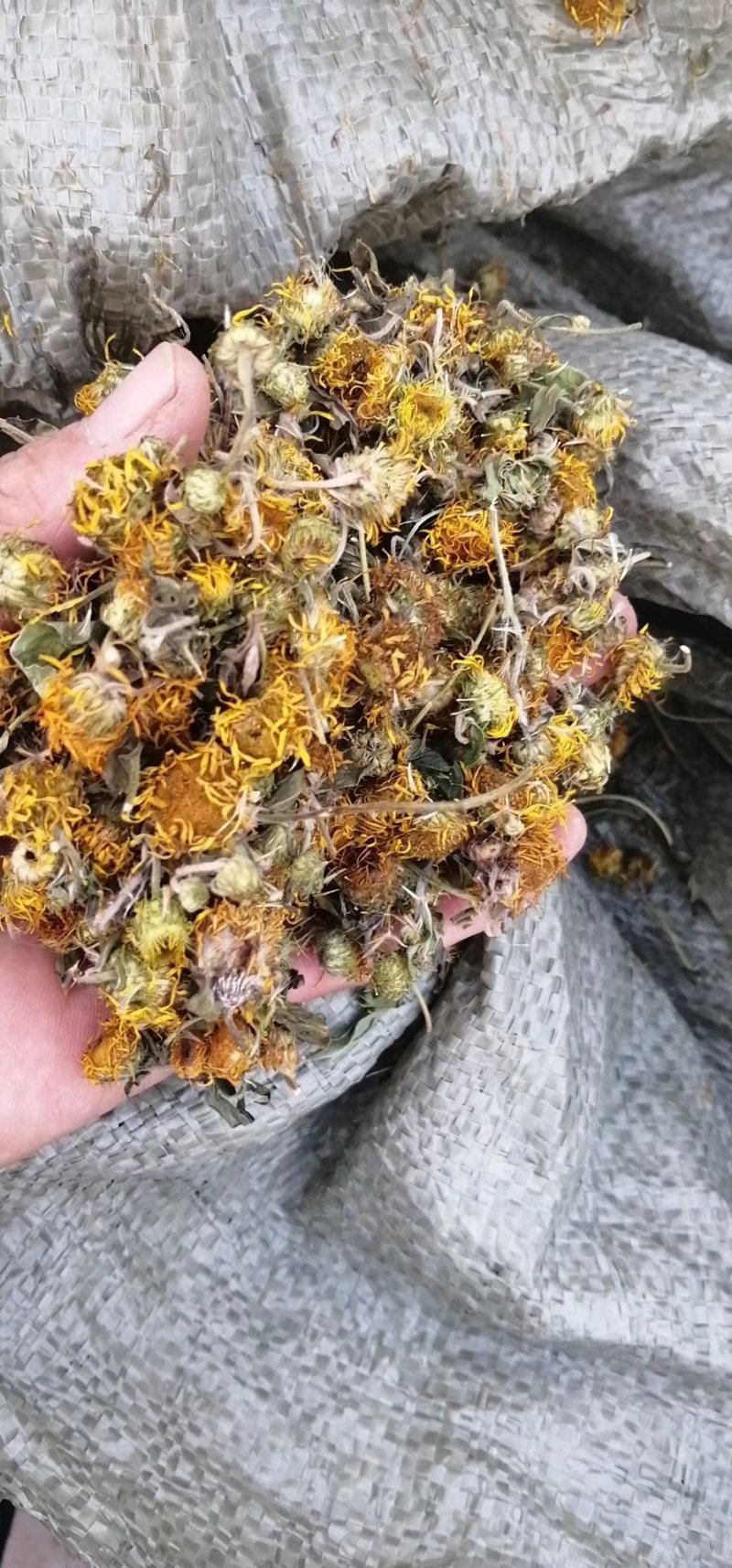 旋覆花