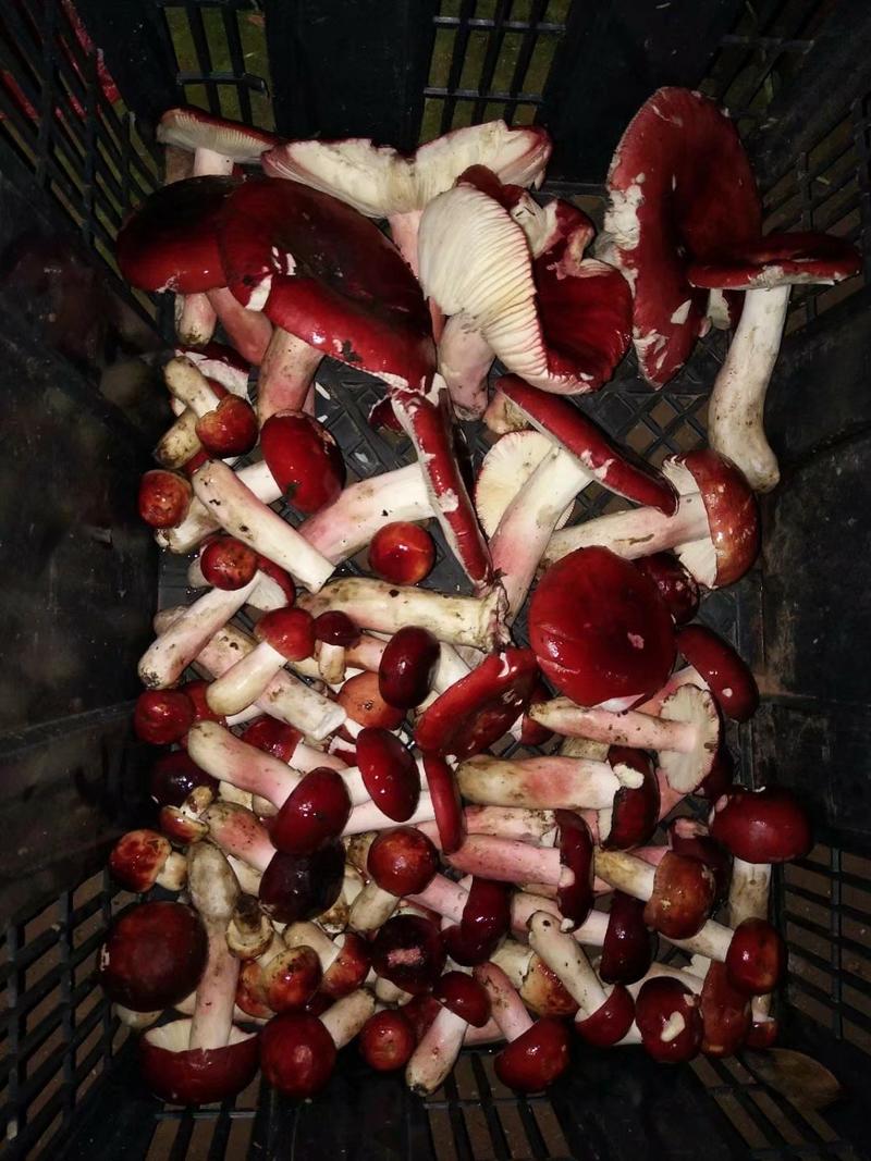 红菇，标菇，云南大红菌，1斤包邮