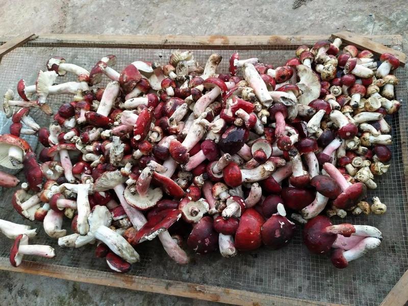 红菇，标菇，云南大红菌，1斤包邮
