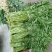 芹菜苗大别山野生水芹水芹老茎新式栽培省时省力省工