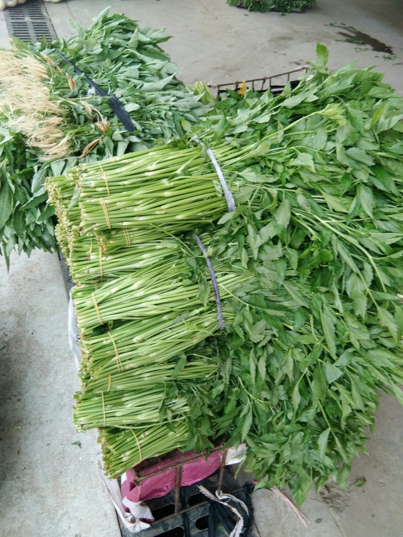 芹菜苗大别山野生水芹水芹老茎新式栽培省时省力省工