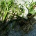 芹菜苗大别山野生水芹水芹老茎新式栽培省时省力省工