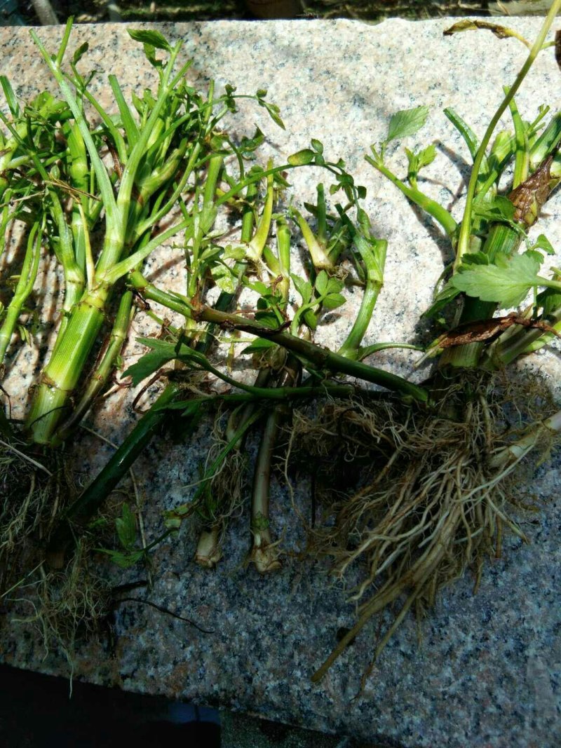 芹菜苗大别山野生水芹水芹老茎新式栽培省时省力省工