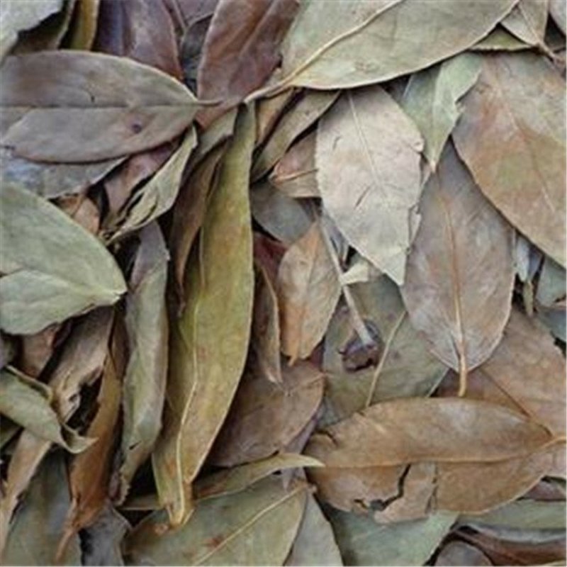 乌饭叶南烛叶中药材南烛叶乌饭叶南烛叶茶南烛叶