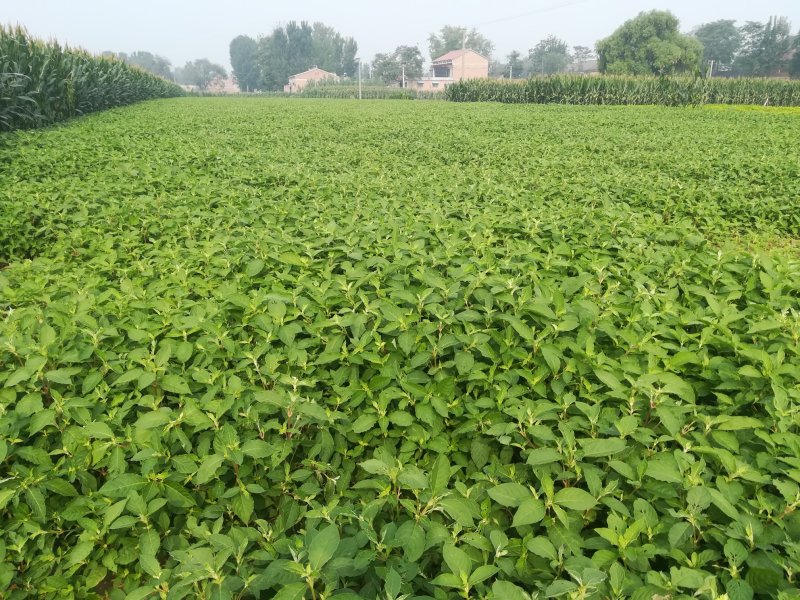 河南焦作道地怀牛膝大量供应