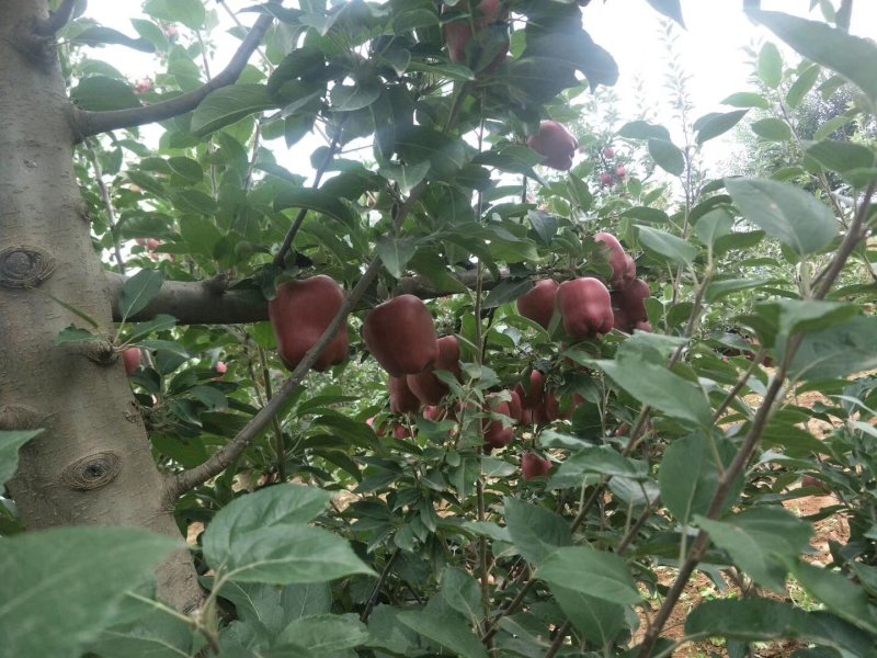 天水花牛苹果大量上市产地代购代发货。。。。。