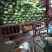 湖北省利川市高山反季节，精品特包奥其娜。