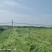 句容市30亩土地，可以养殖