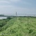 句容市30亩土地，可以养殖