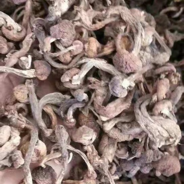 东北干货野生榛蘑手工挑选自然晒干