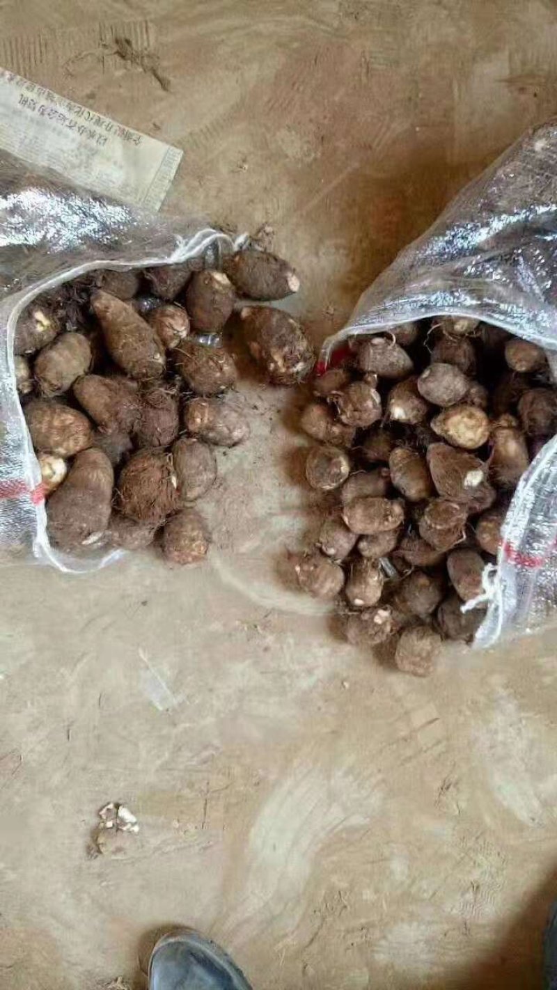 芋头大量供应