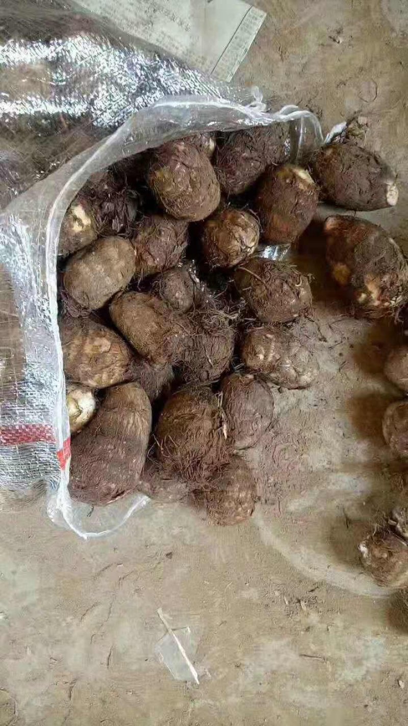 芋头大量供应