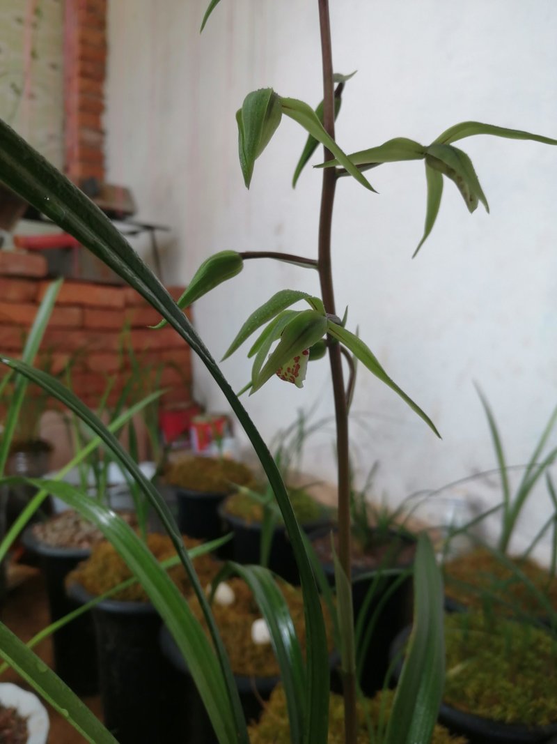 蕙兰边草