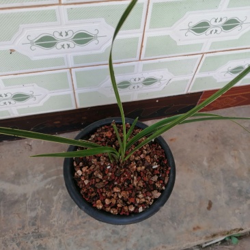 蕙兰边草