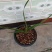 蕙兰边草