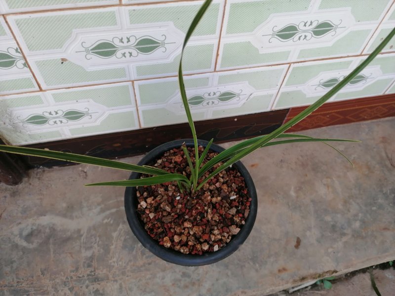 蕙兰边草