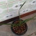 蕙兰边草
