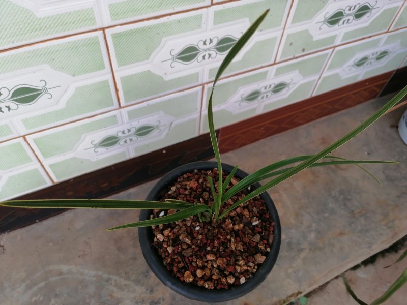 蕙兰边草