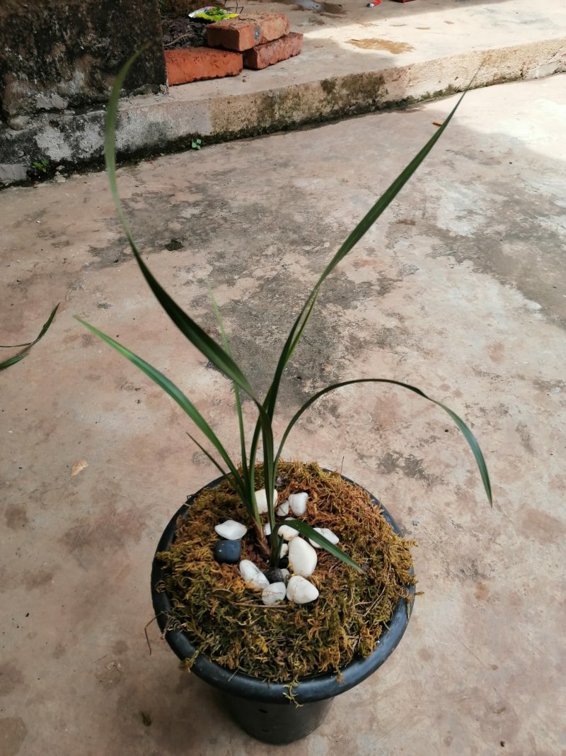 蕙兰边草