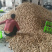 2019云南新鲜薄皮核桃