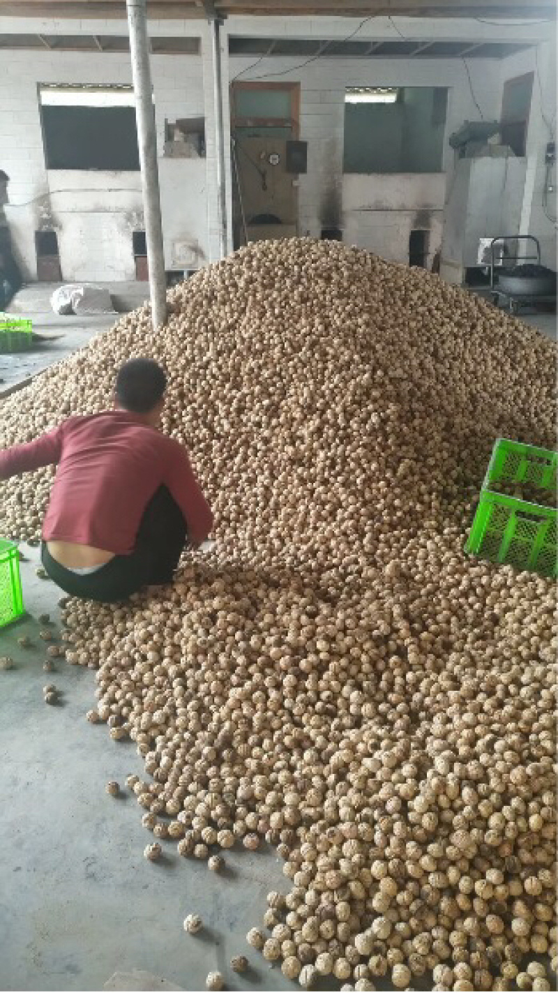 2019云南新鲜薄皮核桃