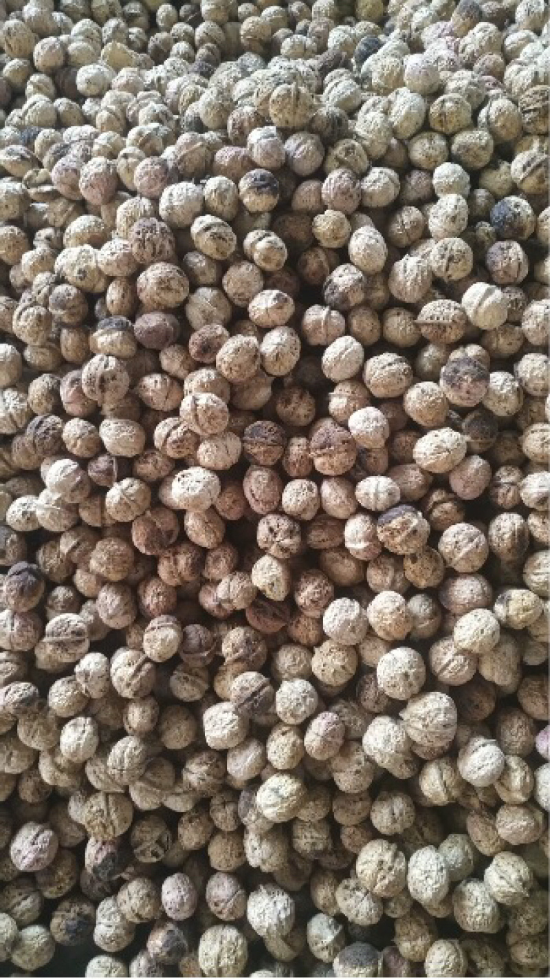 2019云南新鲜薄皮核桃