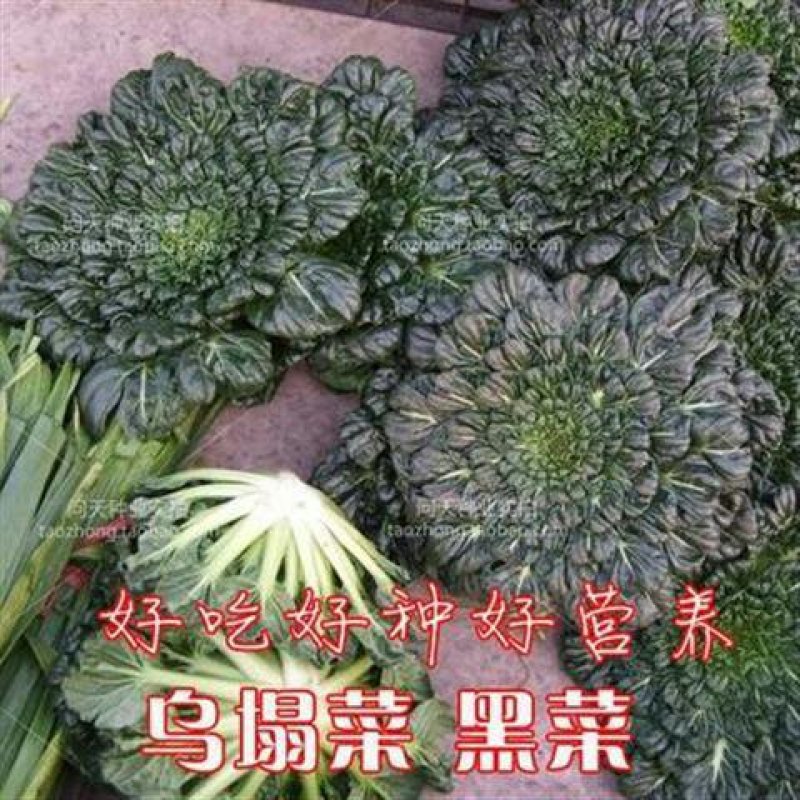 乌塌菜种子小八叶塌菜耐寒性强口感甜嫩纤维少耐抽苔