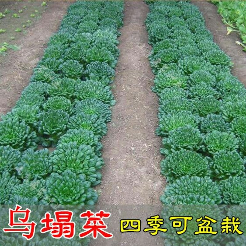 乌塌菜种子小八叶塌菜耐寒性强口感甜嫩纤维少耐抽苔