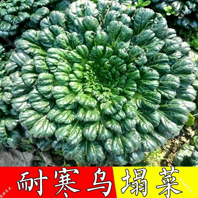 乌塌菜种子小八叶塌菜耐寒性强口感甜嫩纤维少耐抽苔