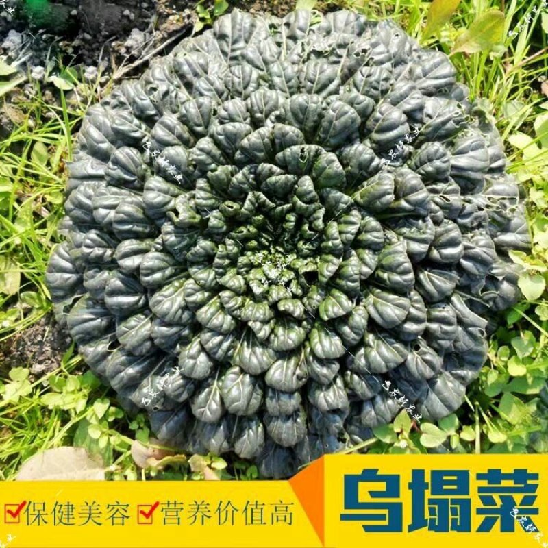 乌塌菜种子小八叶塌菜耐寒性强口感甜嫩纤维少耐抽苔