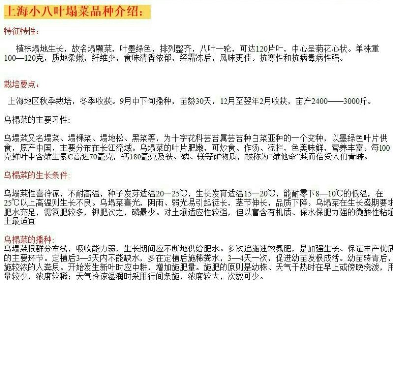乌塌菜种子小八叶塌菜耐寒性强口感甜嫩纤维少耐抽苔