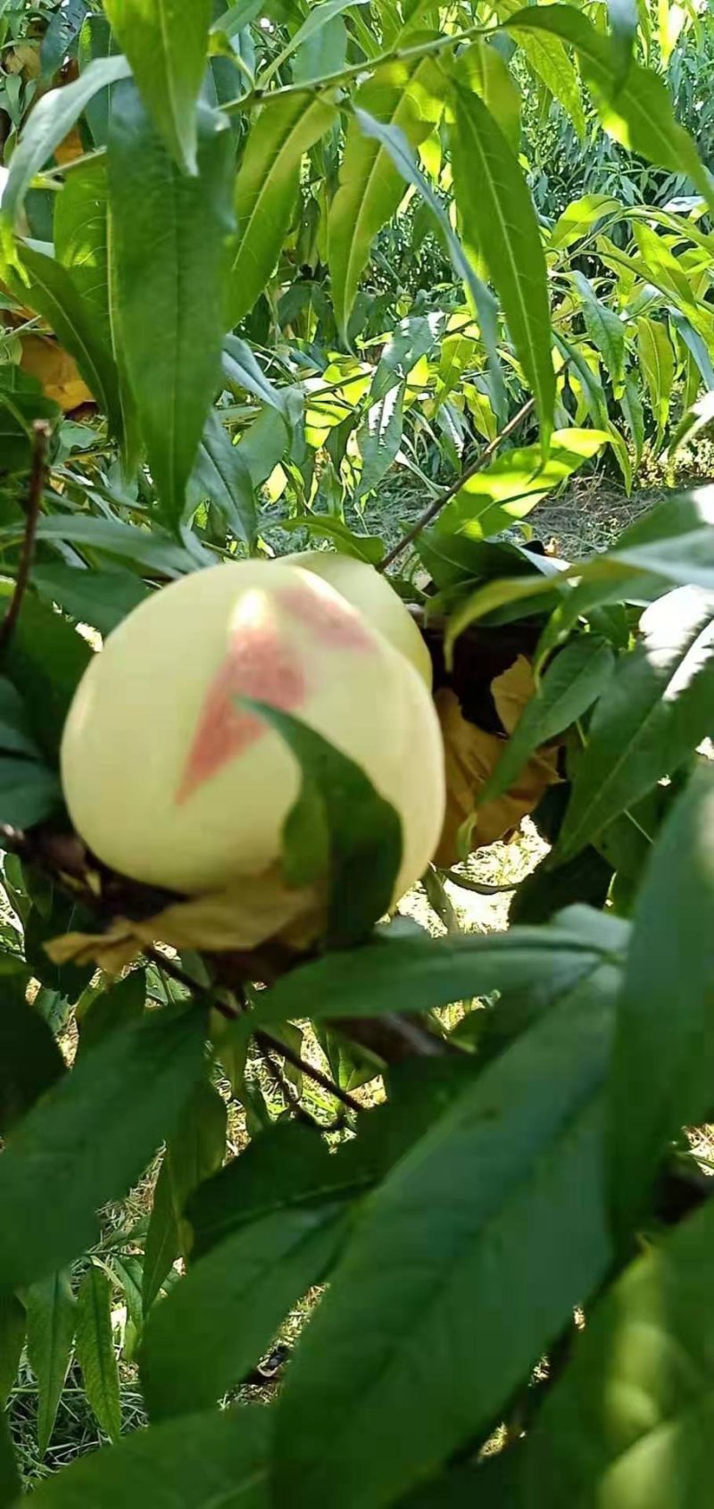 大红桃预售金秋红蜜！！！！！
