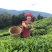 云南梁河高山回龙茶（海拨最高在2000米以上）