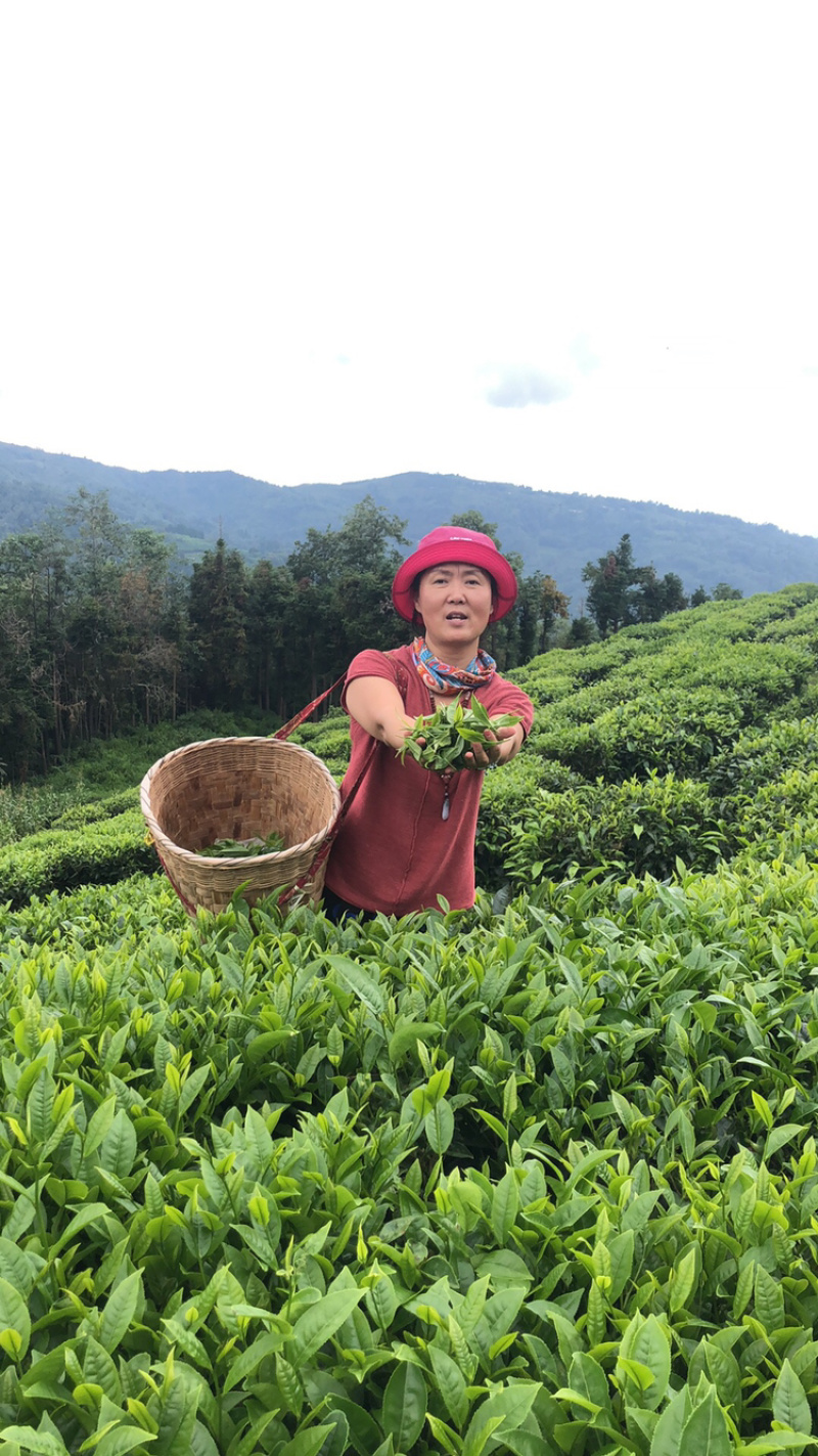 云南梁河高山回龙茶（海拨最高在2000米以上）