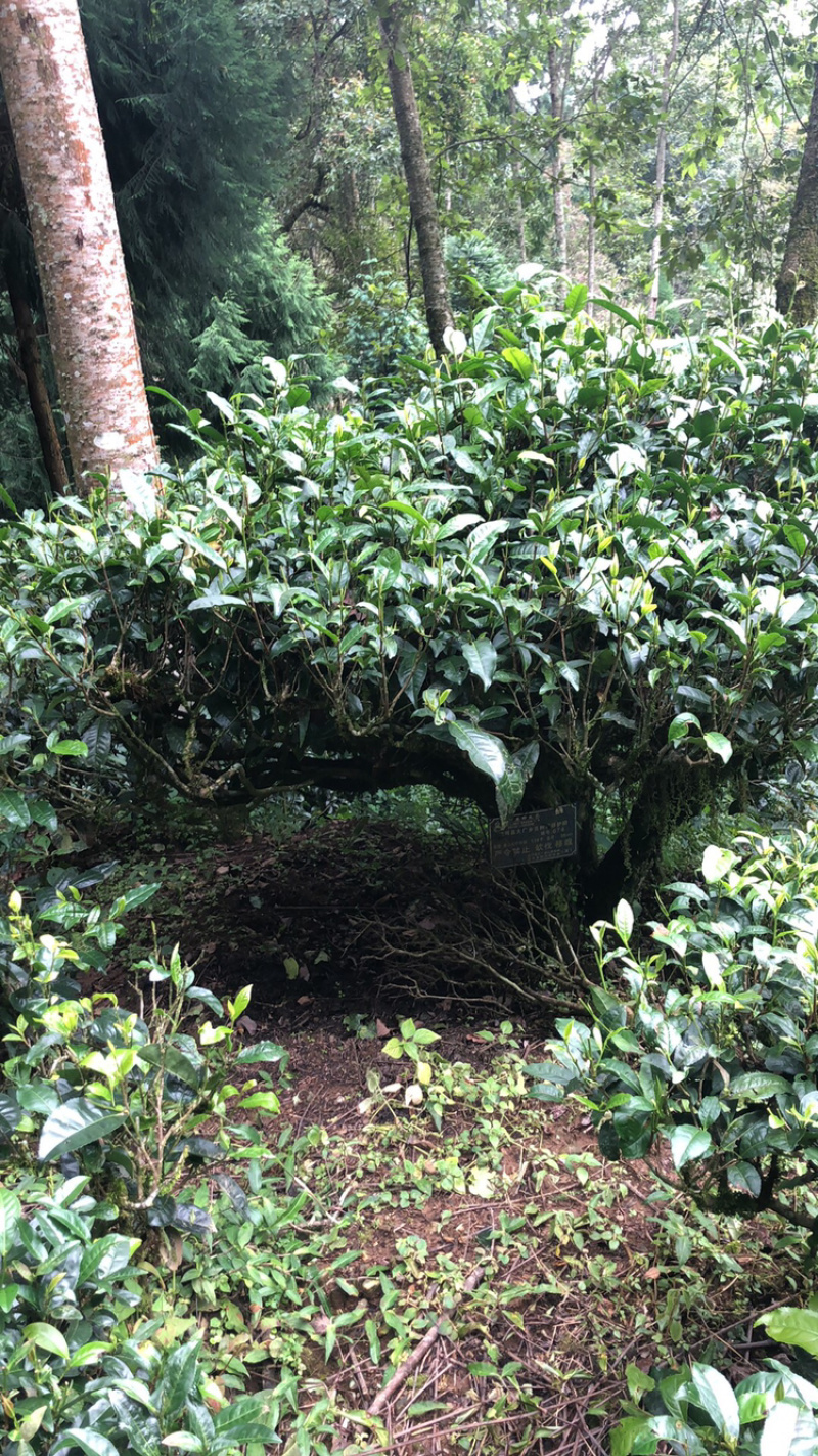 云南梁河高山回龙茶（海拨最高在2000米以上）