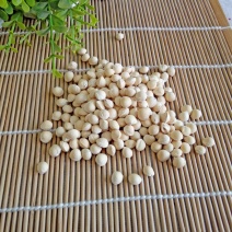 樱桃籽樱桃核樱桃核樱桃子樱桃籽中药材