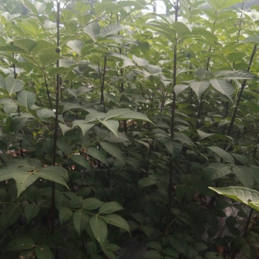 优育，精选，无病毒，高产，正宗8号高产中花吴茱萸苗